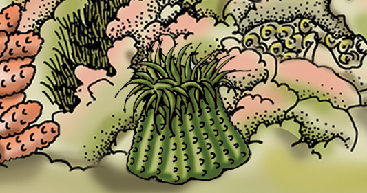 polyp