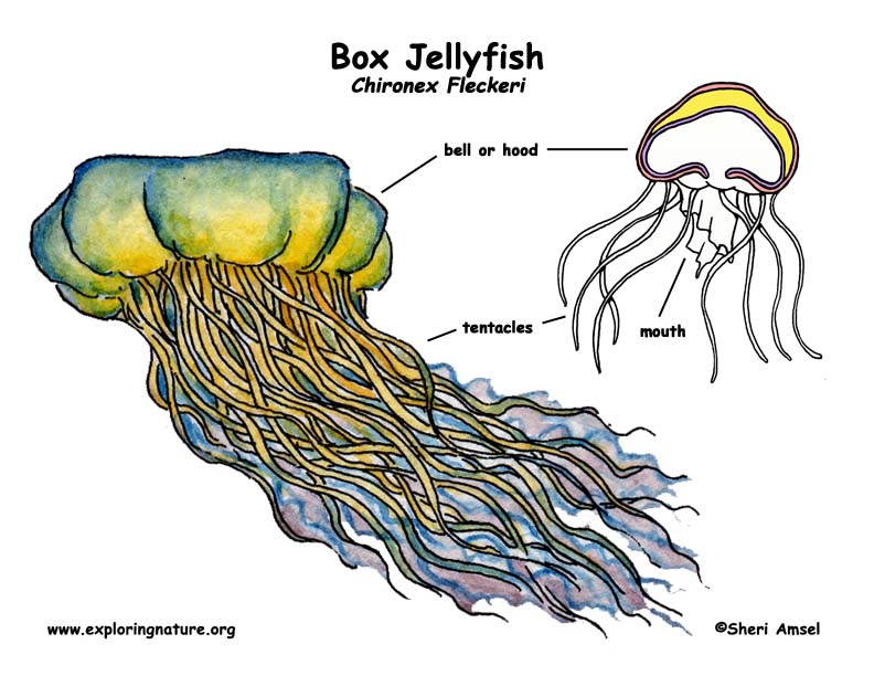 Diagram Of Jellyfish