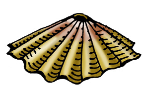 Limpets (Fingernail)