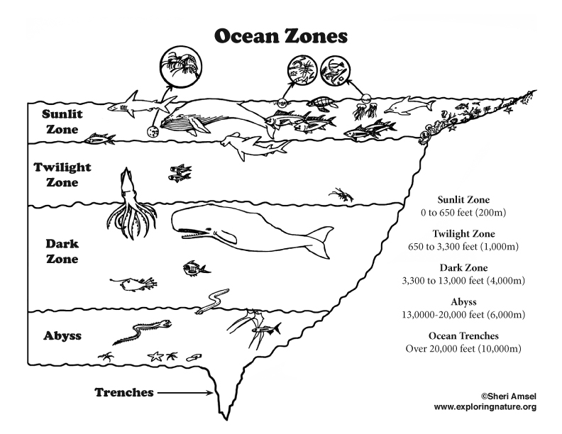 ocean-layers-elementary-coloring