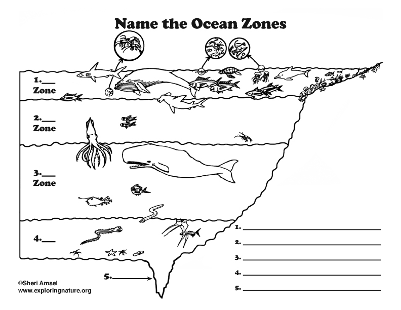 Ocean Zones Labeling (Elementary)