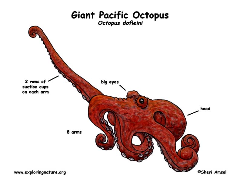 Octopus (Giant Pacific)