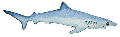 Shark (Blue)