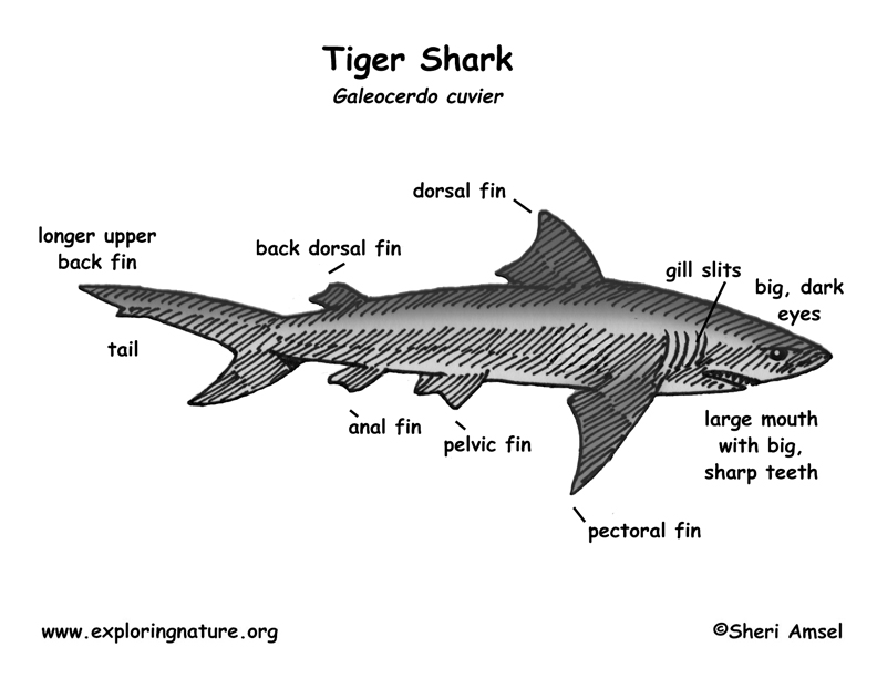 tiger shark classification chart