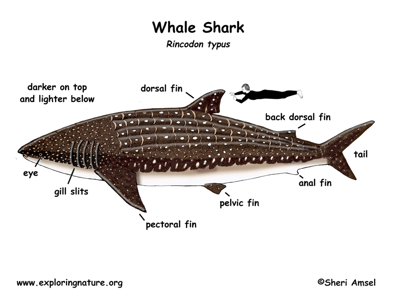 whale shark phylum