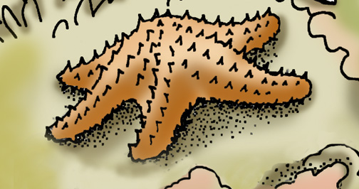 Starfish (Cushion)