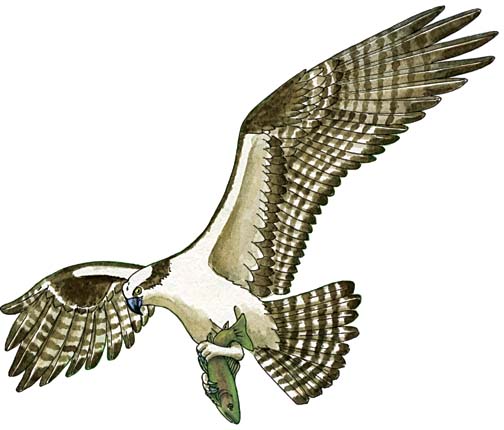 Osprey