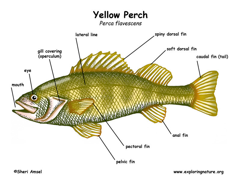 External Anatomy Of A Perch Drawing Diagram.