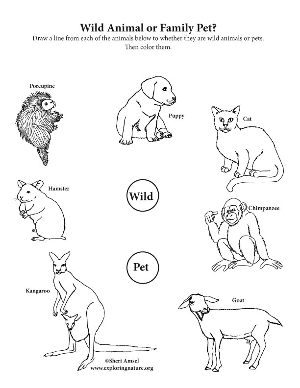 Wild Animal or Pet? Activity Wild Animal or Pet? Activity