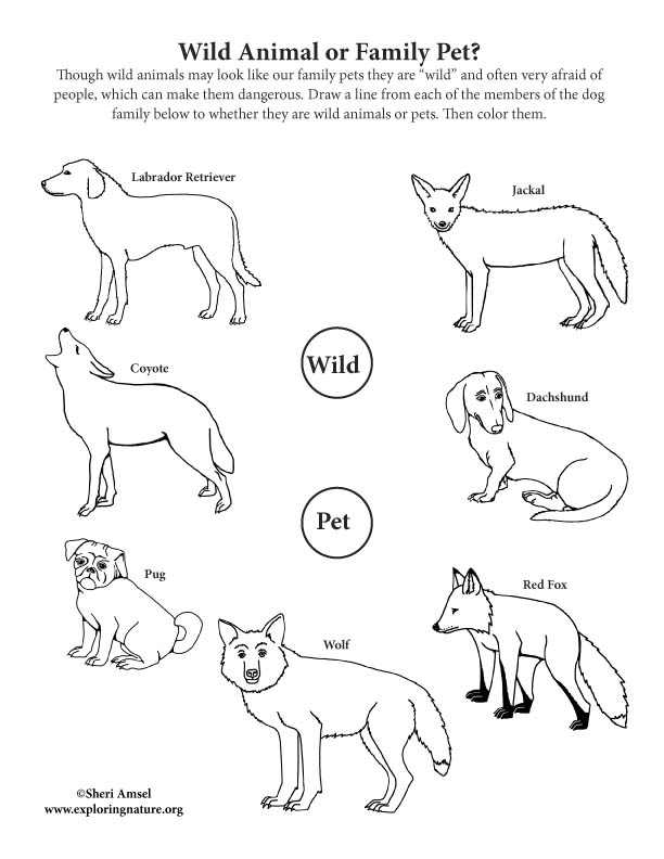 Wild Animal or Pet? Dog Family Activity Wild Animal or Pet? Dog Family Activity