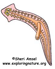 Planaria phylum platyhelminthes. A Metazoa filogénia feltételezett útvonalai