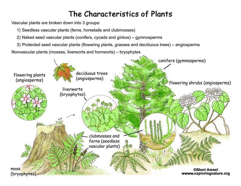 What are characteristics of flowering plants?