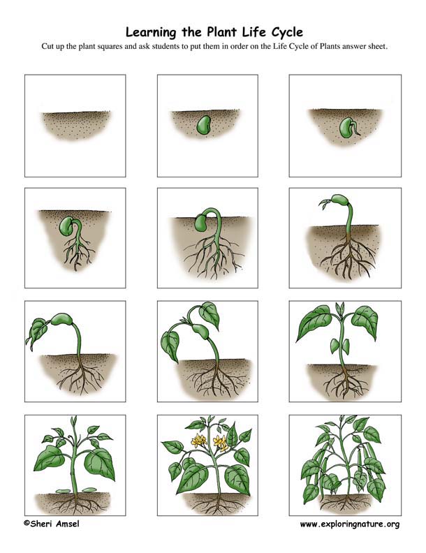 plant life cycle for preschool