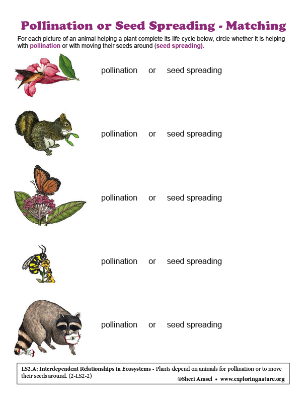 Pollination or Seed Spreading - Matching