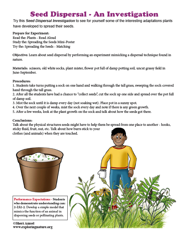 Seed Dispersal - An Investigation