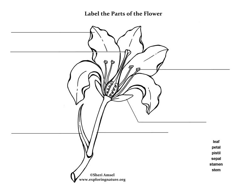 Label the Parts of the Flower (Elementary)