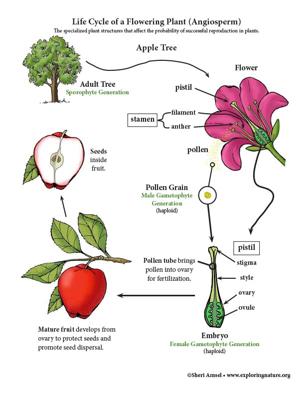 Plant Reproduction Illustrated Growth And Development Of Organisms Ngss 6 8 Grade