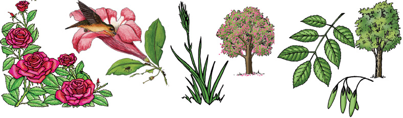 Angiosperms (Flowering Plants) •