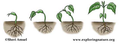 Plant Life Cycle Activity (K-3)