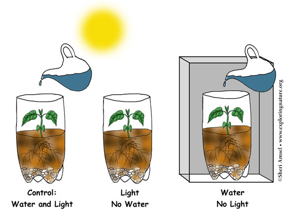 determine hypothesis variables and controls in photosynthesis investigations