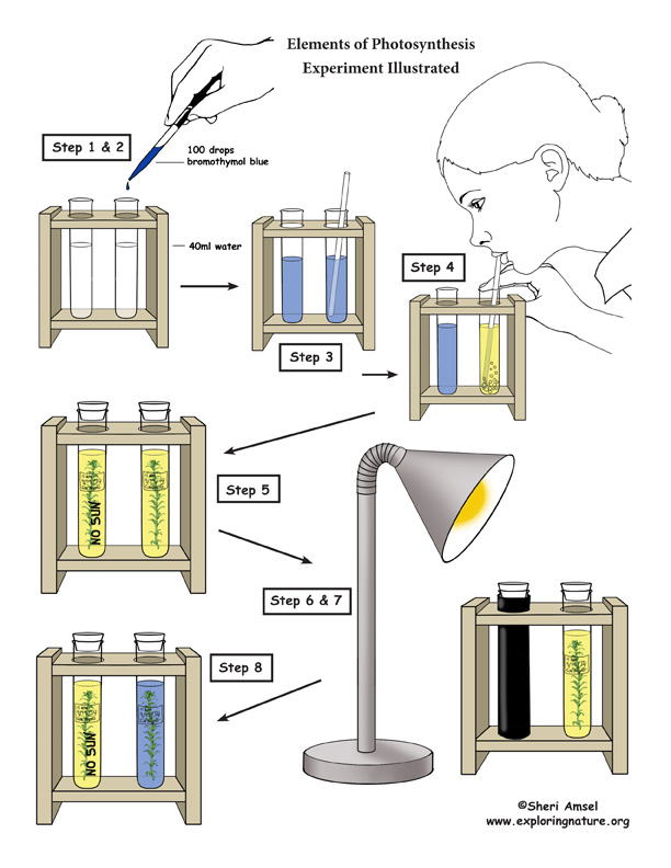 Photosynthesis experiment explained Photosynthesis experiment explained image