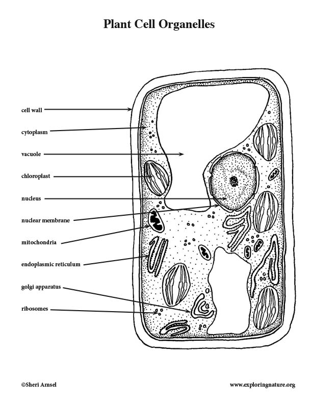 Download Plant Cell (Labeled) Coloring Page