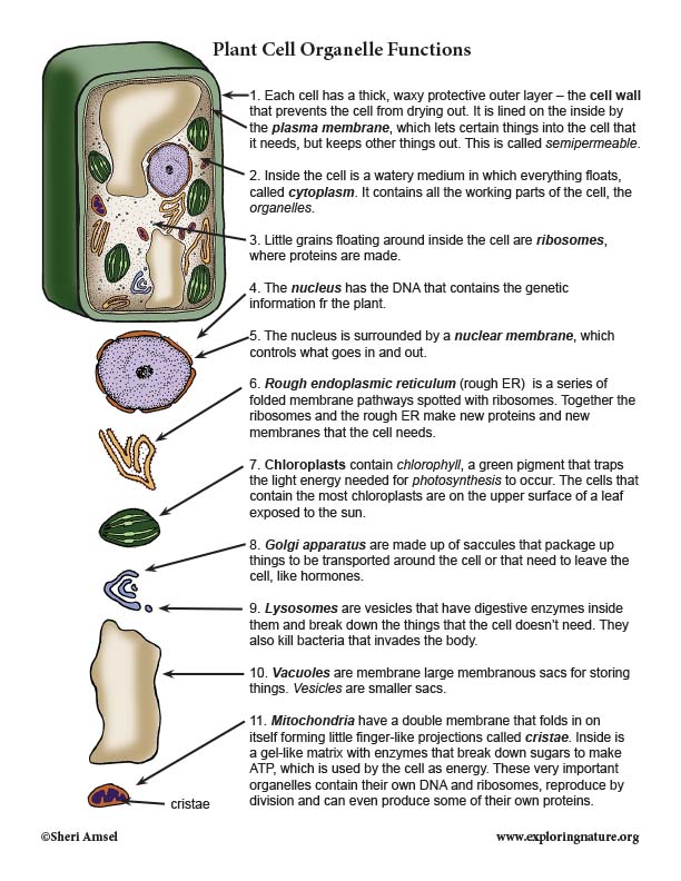 tour of a plant cell organelle functions