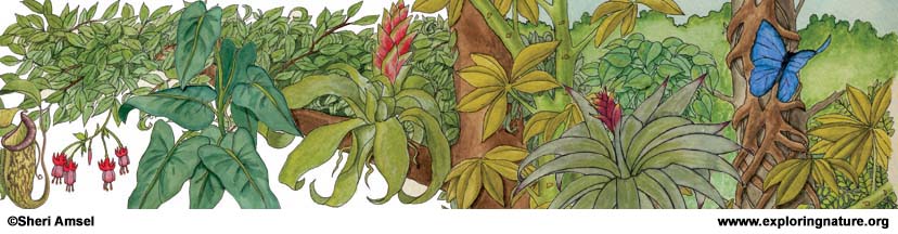 PLANTS