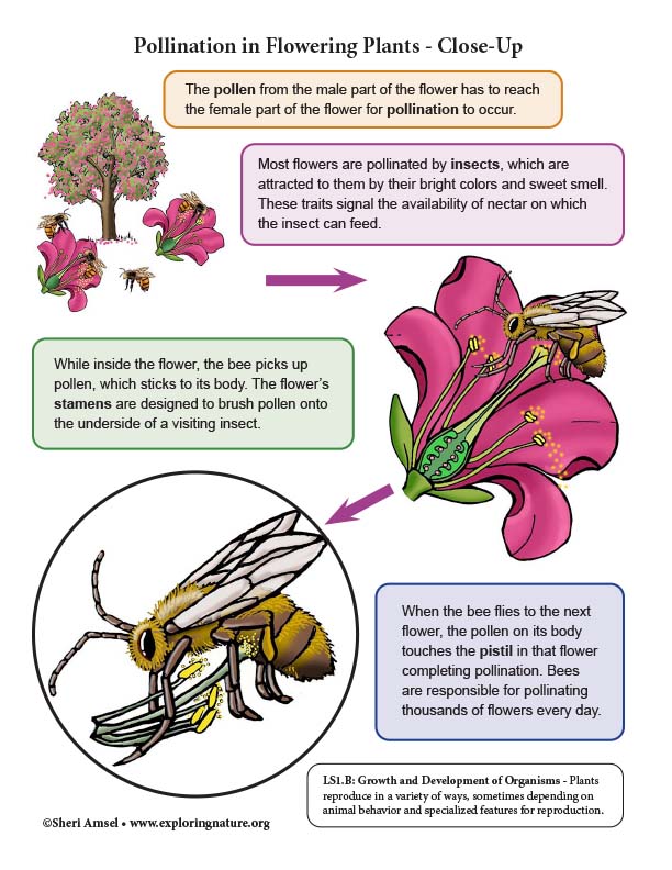 Plant Reproduction Illustrated Growth And Development Of Organisms Ngss 6 8 Grade