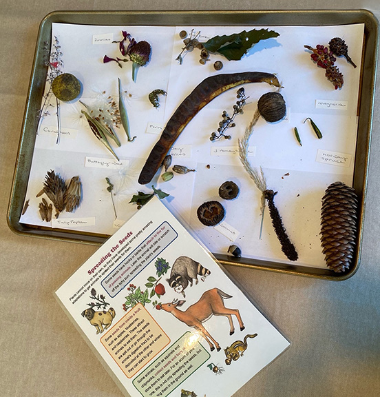 Plant Activities