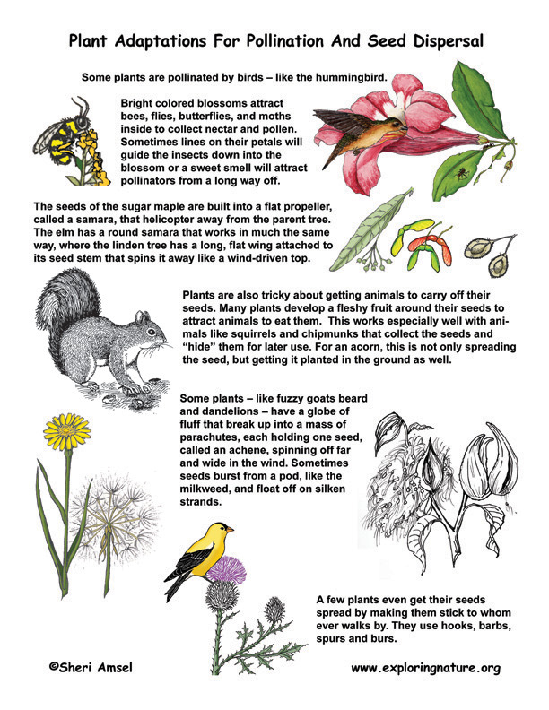 Plant responses to gravity   boundless open textbook