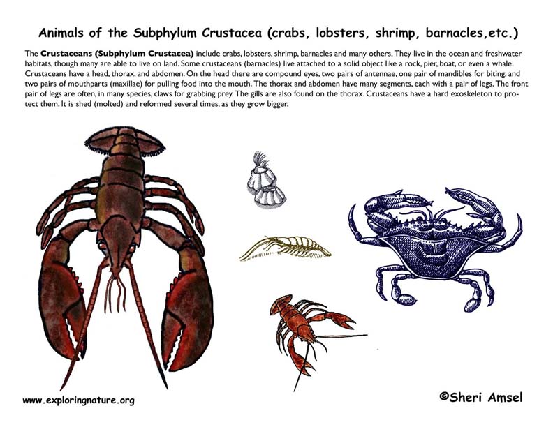 Crabs and Lobsters (Crustaceans) Poster