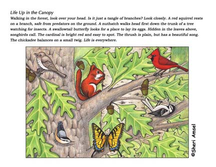 Forest Canopy Poster