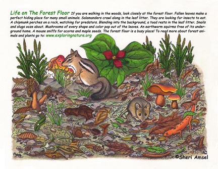 Forest Floor Poster