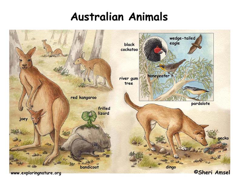 Australian Animal Poster