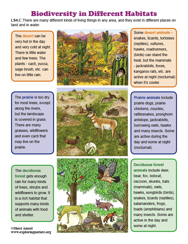 Biodiversity in Different Habitats - Mini-Poster Biodiversity in Different Habitats - Mini-Poster