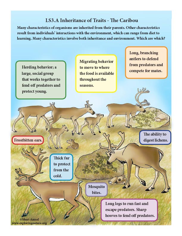 Inheritance of Traits in the Caribou - Mini-Poster