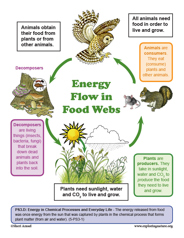 Grade 5 - 5-PS3 Energy Grade 5 - 5-PS3 Energy