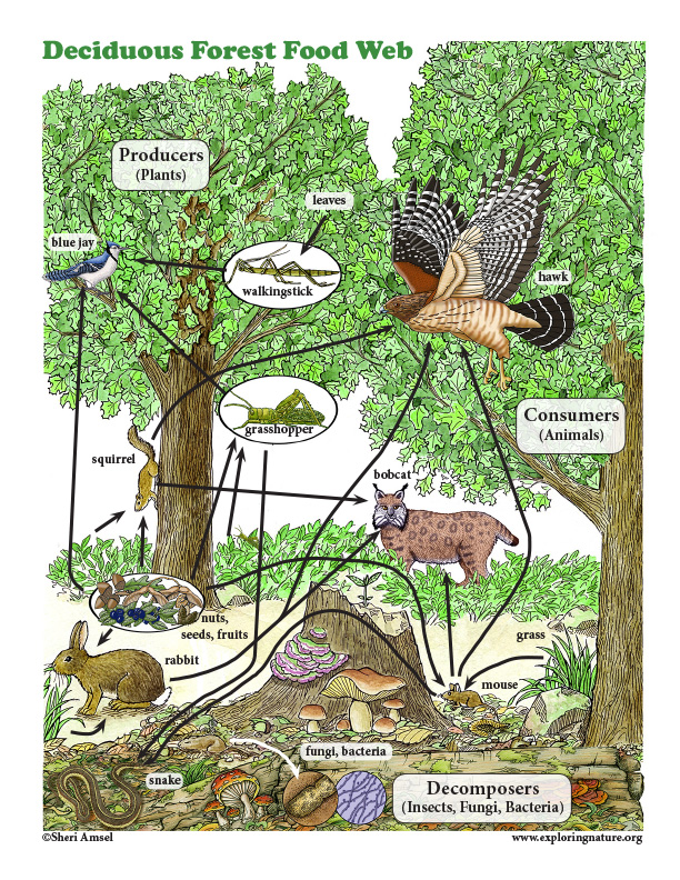 forest food web examples