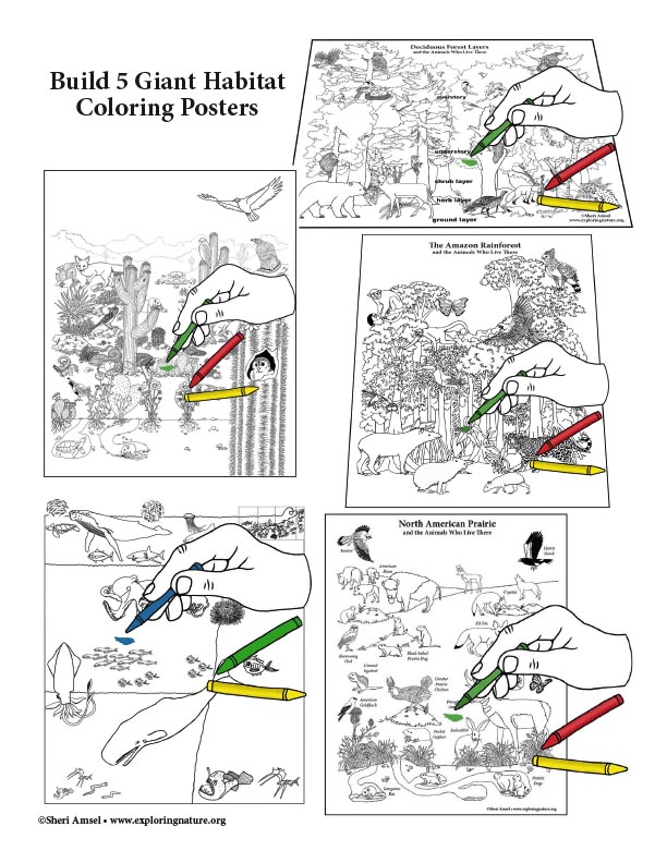 Build 5 Giant Habitat Coloring Posters