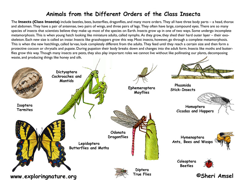 Insect Orders (Classification)