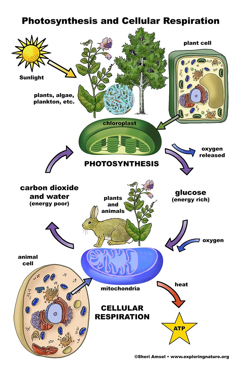 Photosynthesis And Cellular Respiration Poster 11x17