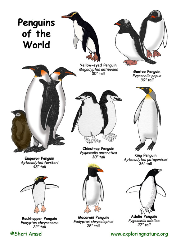 Types Of Penguins Chart