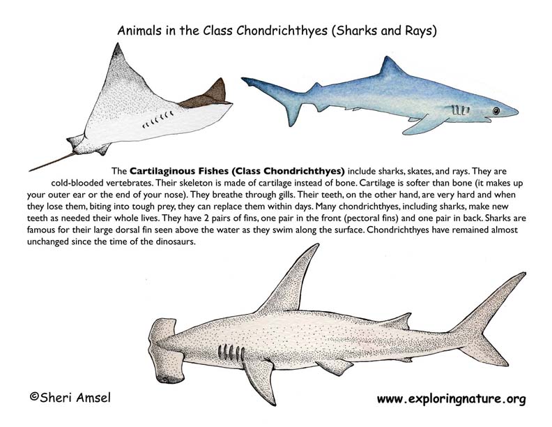 Sharks and Rays Poster