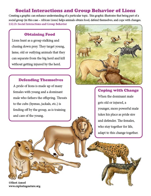Animals that form groups | Create WebQuest Animals that form groups | Create WebQuest