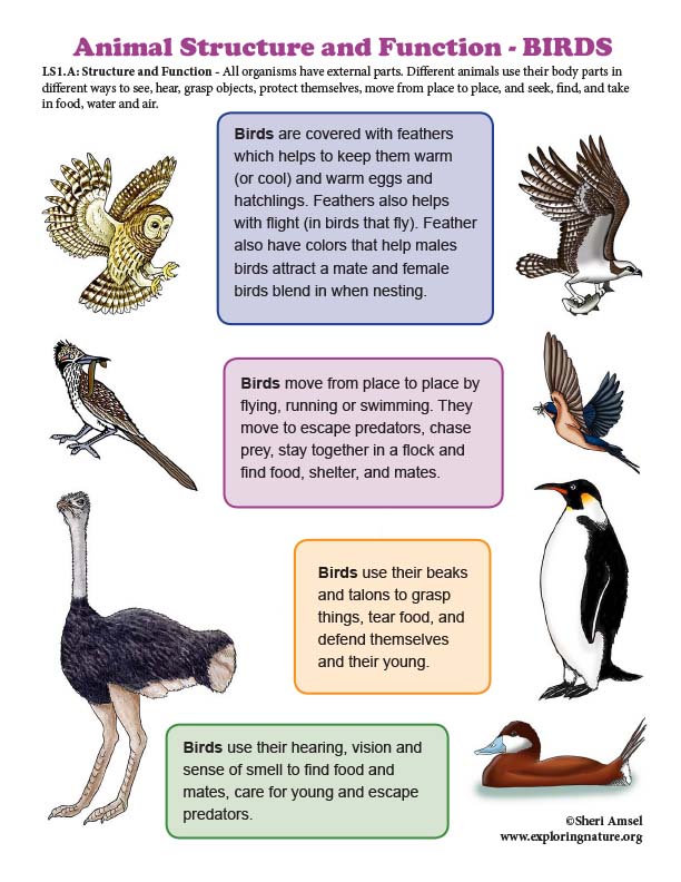 Structure and Function in BIRDS - Mini-Poster