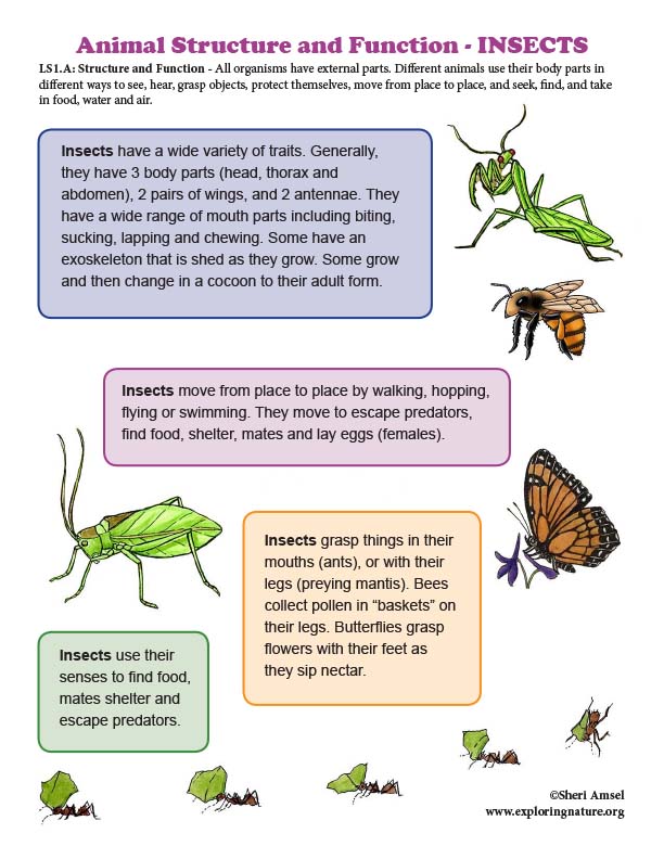 Structure and Function in Insects - Mini-Poster