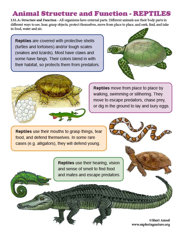 Lizard Structure And Function