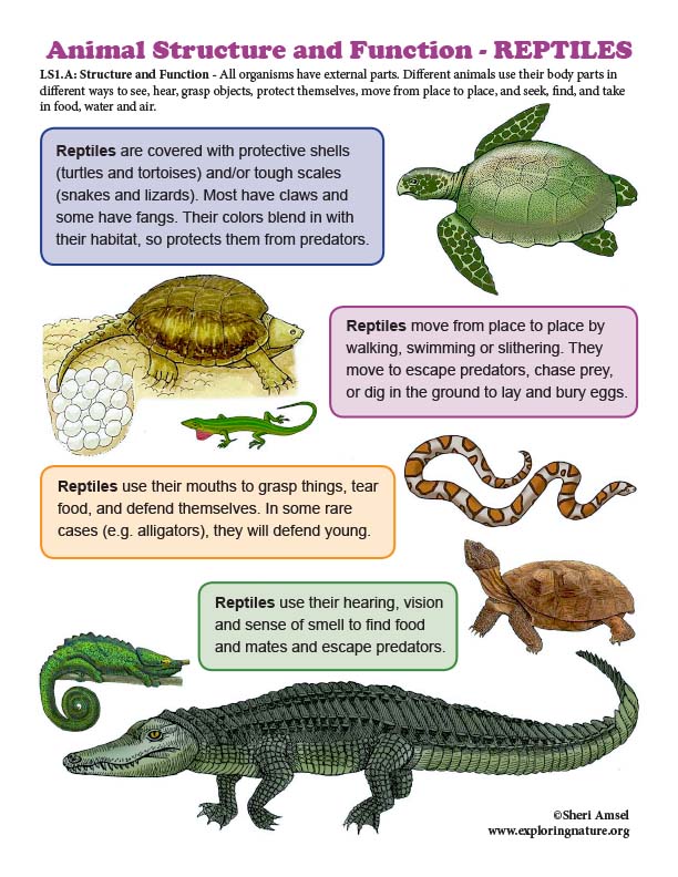 Structure And Function In REPTILES Mini Poster