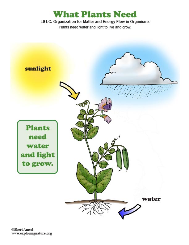 What Plants Need (Kindergarten NGSS)
